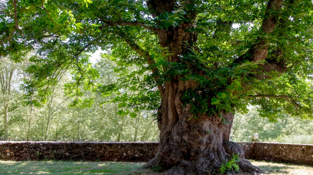 Centenary chestnut tree (Castanea sativa) with a thick, gnarled and rough trunk surrounded by an old stone fence wall in spring