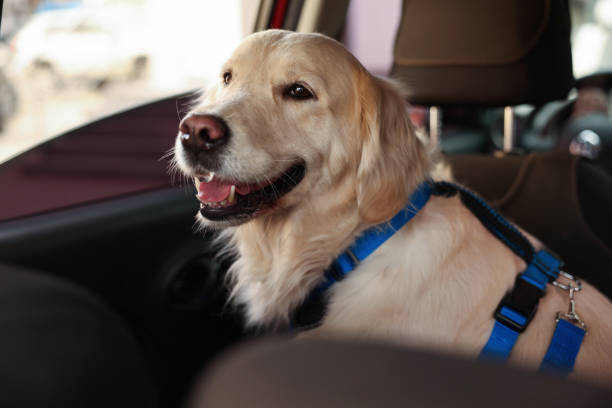 Cute labrador retriever in car. Adorable pet