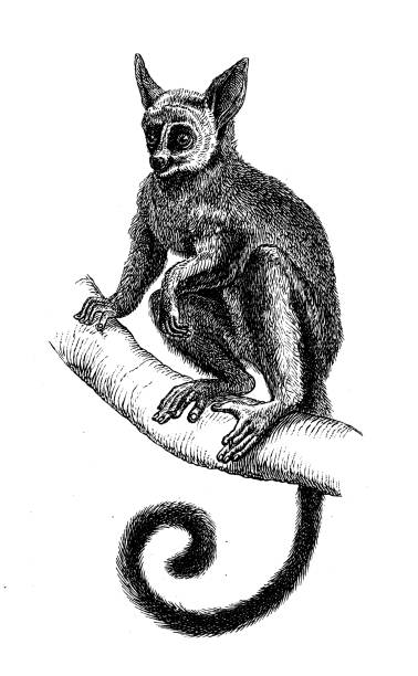 Riesengalago Illustrationen und iStock