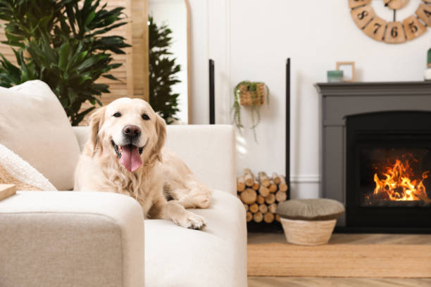 屋内の電気暖炉の近くのソファに座っている愛らしいゴールデンレトリバー犬