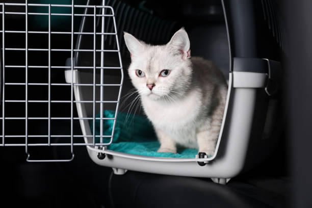 istock Cute white British Shorthair cat inside pet carrier 1455715603