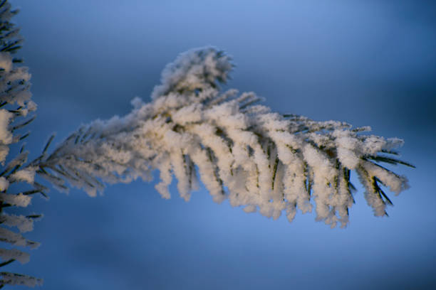 Delicate frost crystals adorning a pine branch evoke a serene and picturesque winter moment, showcasing natural beauty and tranquil seasonal charm.