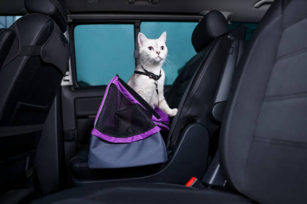 istock Cute white British Shorthair cat inside pet carrier in car 1455715683