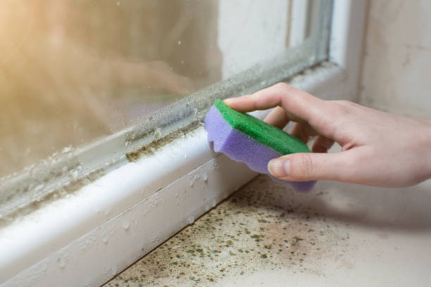 istock Black mold fungus growing on windowsill. Dampness problem concept. Condensation on the window. 1455715871