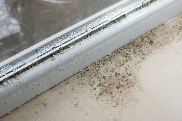 istock Black mold fungus growing on windowsill. Dampness problem concept. Condensation on the window. 1455715872