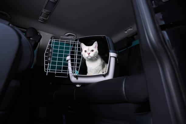 istock Cute white British Shorthair cat inside pet carrier in car 1455715879