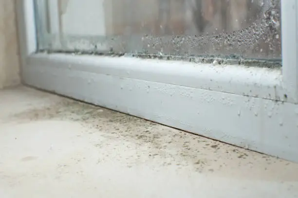 Photo of Black mold fungus growing on windowsill. Dampness problem concept. Condensation on the window.