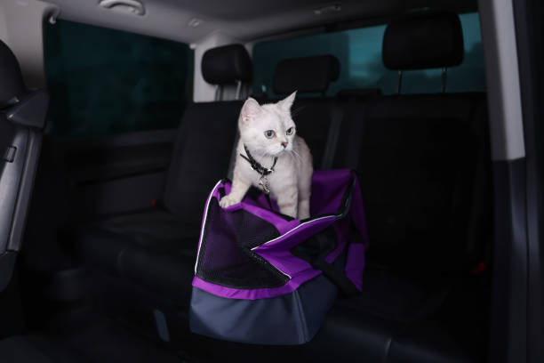 istock Cute white British Shorthair cat inside pet carrier in car 1455716204