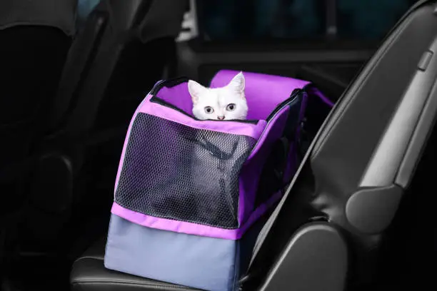 Photo of Cute white British Shorthair cat inside pet carrier in car