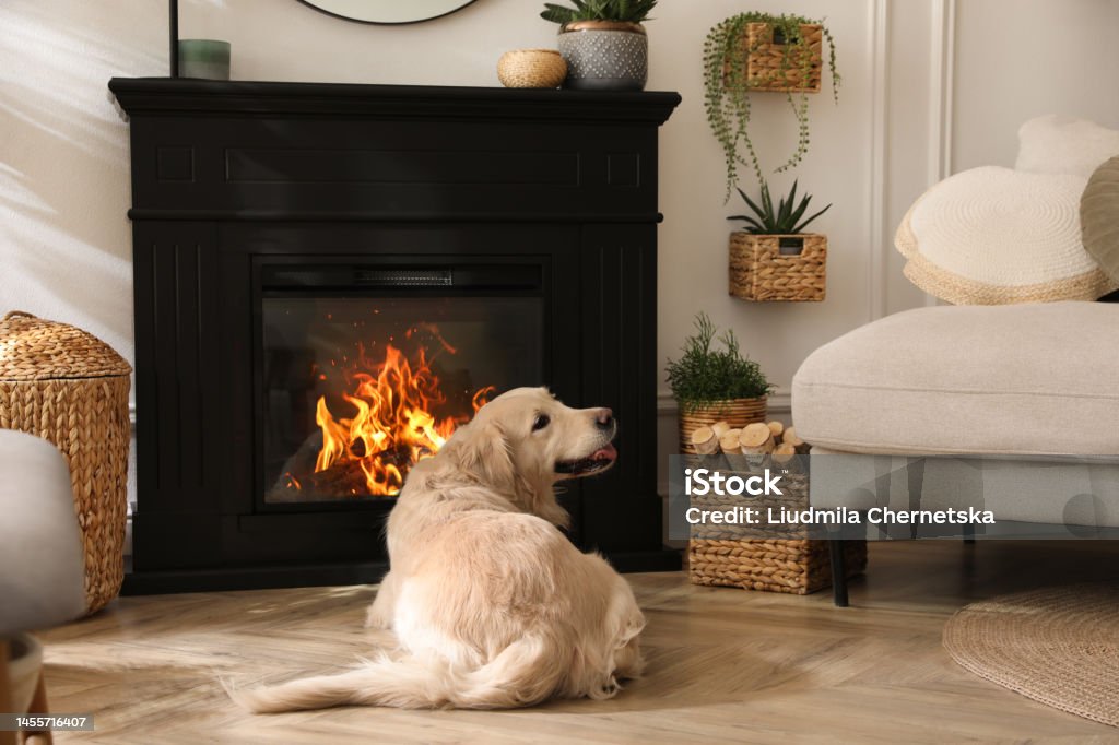 Adorable Golden Retriever dog on floor near electric fireplace indoors Fireplace Stock Photo