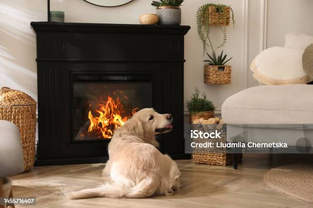 Adorable Golden Retriever Dog On Floor Near Electric Fireplace Indoors Stock Photo - Download Image Now
