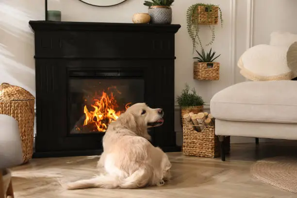 Photo of Adorable Golden Retriever dog on floor near electric fireplace indoors