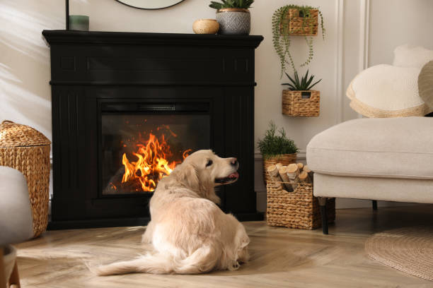 adorable golden retriever dog on floor near electric fireplace indoors - şömine stok fotoğraflar ve resimler