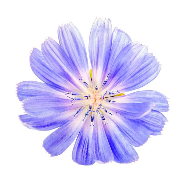 istock Chicory flower isolated on white background 1455717168