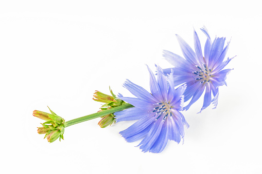 Common chicory flowers isolated on white background. Cichorium intybus