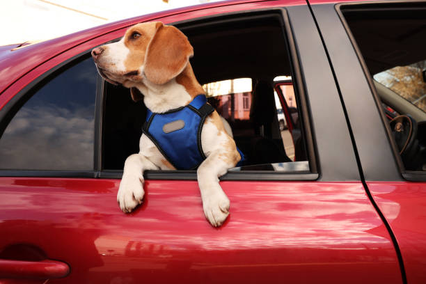 cute beagle dog peeking out car window - domestic car color image horizontal car imagens e fotografias de stock