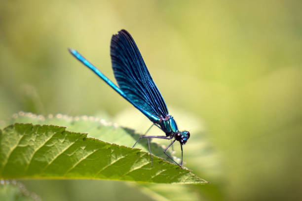 istock Dragonfly sitting on a leave taken in May 2022 1455717257