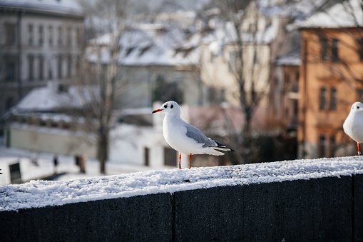 Prague, Czech Republic, 15 December 2022: Seagulls in snow on railing of Charles Bridge, Birds on vltava river on sunny winter day, Lesser Town with towers, plumage flying over water surface