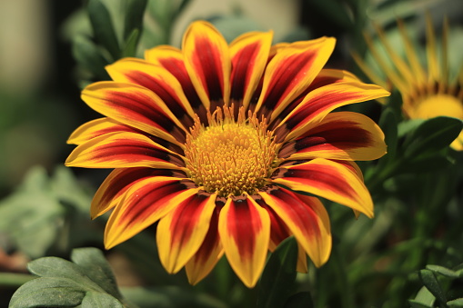 close up of gazania flower or african daisy in a garden