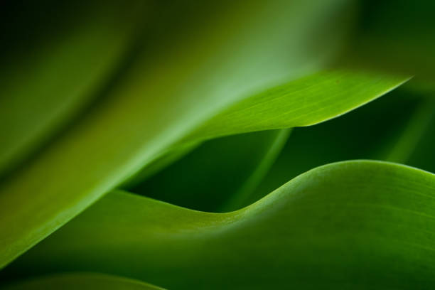 istock Tulip leaves close up. 1455723166