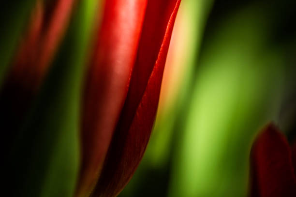 istock Red tulip petals close up. 1455723268