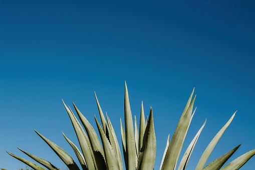 A beautiful view of an Agave plant on a sunny day