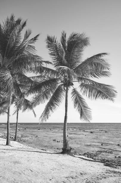 Black and white picture of a tropical beach. stock photo