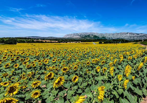 istock Beautiful sunflowers in a rural field 1455725347