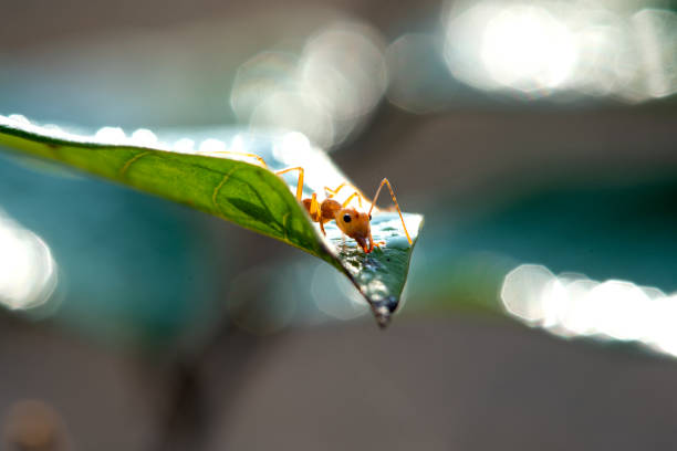 istock close-up red ant on leaves and dew 1455726249