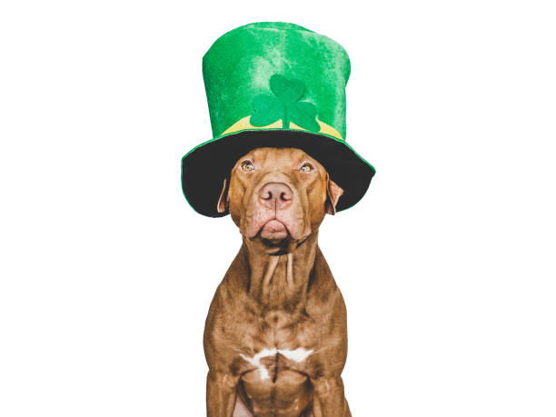 istock Puppy and a bright green leprechaun hat 1455726259