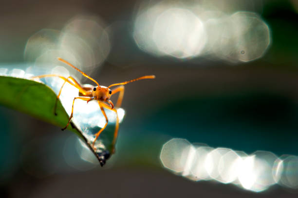 close-up red ant on leaves and dew cold and nature concept