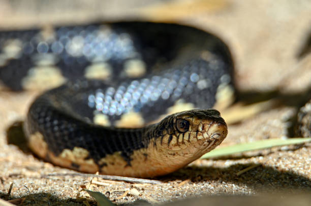 istock Malagasy giant hognose snake (Leioheterodon madagascariensis) Madagascar nature 1455726721
