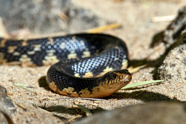 istock Malagasy giant hognose snake (Leioheterodon madagascariensis) Madagascar nature 1455726729