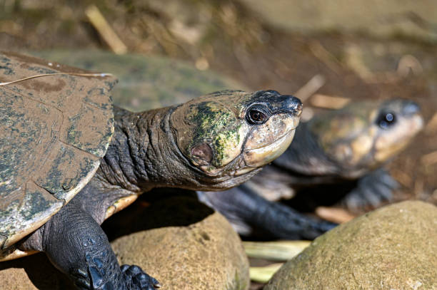 istock Madagascar big-headed turtle (Erymnochelys madagascariensis), Madagascar nature 1455726753