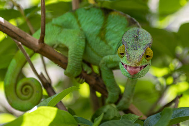 Green chameleon - eating insect - Chamaeleo calyptratus, Wild nature Madagascar stock photo