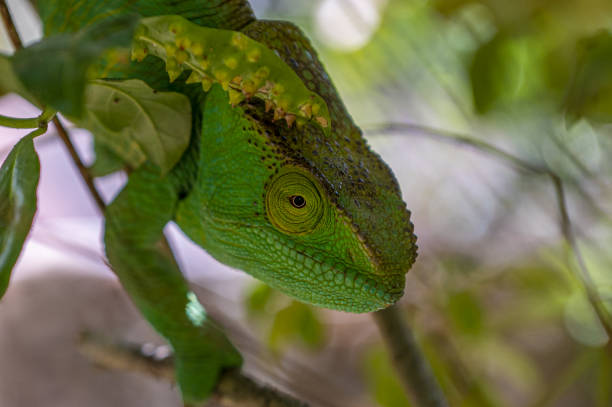 istock Chameleon Furcifer Pardalis, Madagascar nature 1455727557