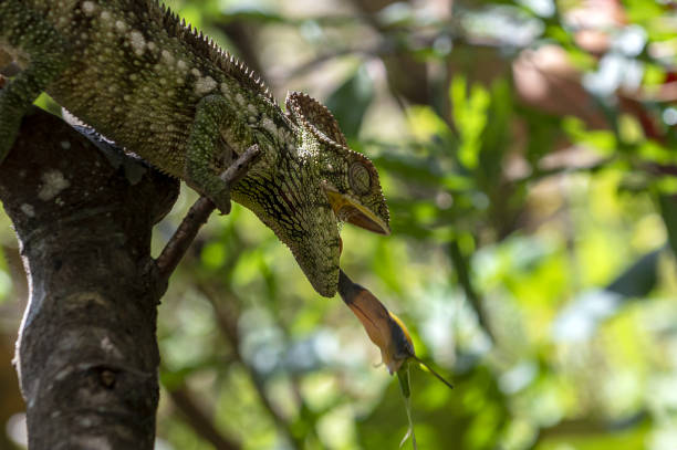 istock Chameleon Furcifer Pardalis, Madagascar nature 1455727559