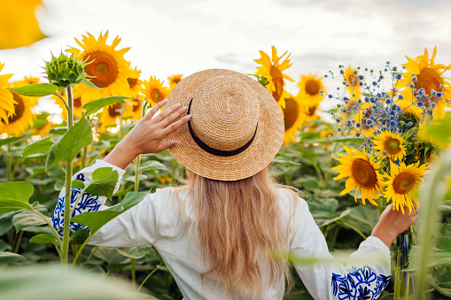 Young stylish woman walking in blooming sunflower field at sunset picking flowers. Ethnic clothing in female fashion. Girl wearing dress with blue embroidery and straw hat