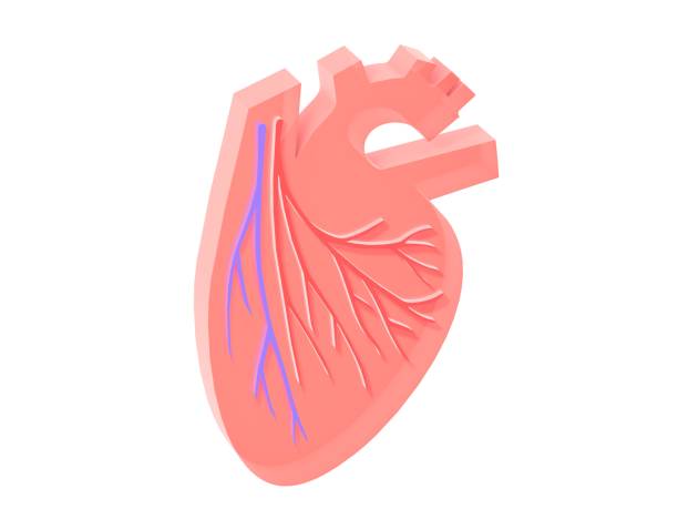 정맥과 관상 동맥이 있는 심장의 3d 그림. - pulse trace human cardiovascular system heart shape heart disease 뉴스 사진 이미지