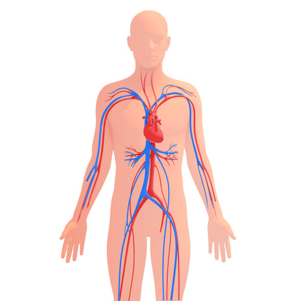 인간 순환계의 해부학적 3d 그림. - pulse trace human cardiovascular system heart shape heart disease 뉴스 사진 이미지