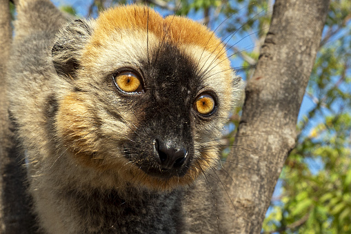 Whiteheaded Lemur Eulemur Albifrons Madagascar Nature Stock Photo