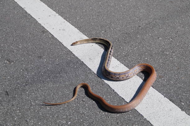 istock Snake in Lenggong Valley 1455730265