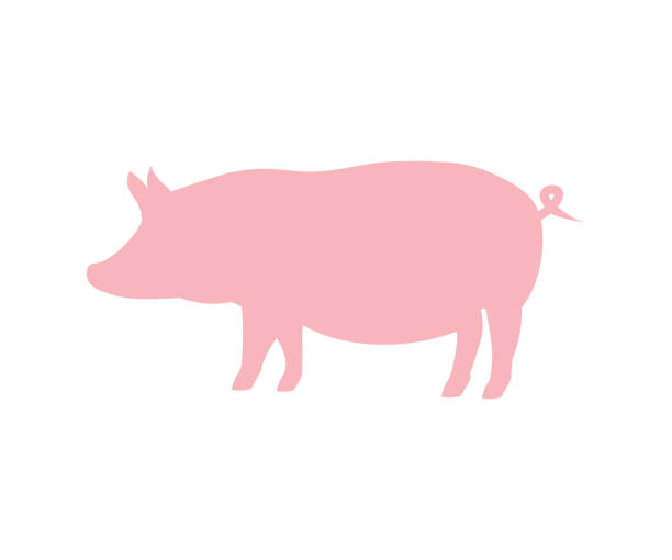 돼지 마을 농장 동물. 길 들여진 소. 돼지 실루엣. 육류 산업 또는 농민 시장 벡터 디자인 및 삽화를 위한 돼지 실루엣. - pig piglet butcher ranch stock illustrations