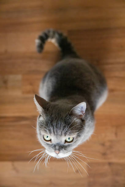 istock Big-headed obese cat looking up from the parquet floor. 1455731944