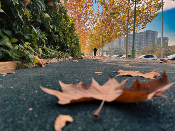 istock Yellow maple leaf on the ground in autumn sunlight 1455732052
