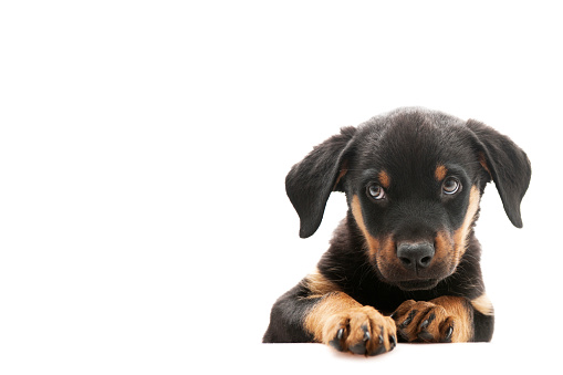 Puppy rottweiler. Banner