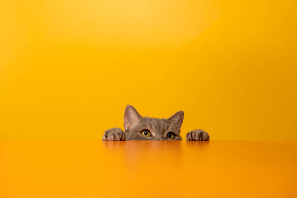 istock British shorthair cat on yellow background 1455732161