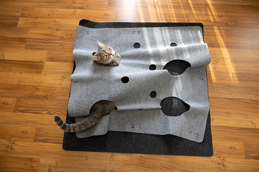 British shorthair cat playing on the parquet floor