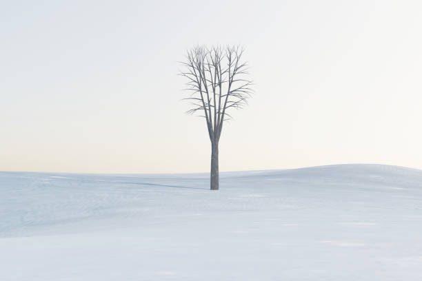 одинокое мертвое дерево в зимнее время года. 3d иллюстрация - landscape tree field solitude стоковые фото и изображения