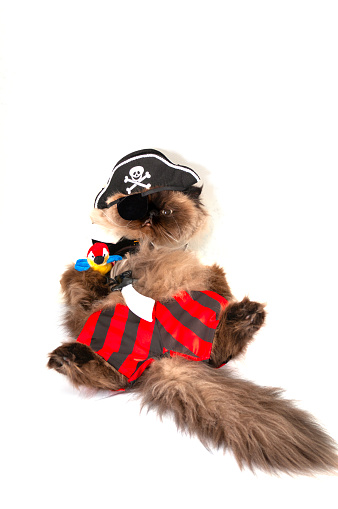 Pirate costumed himalayan cat